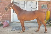 �����¡ĭ (AMAZING KHAN) ����