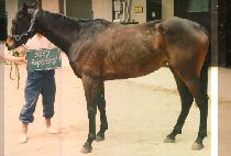 �����ͳ� (HAE JEU TUNNEL) ����