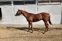 �׽ý��۽�Ʈ (AXIS FIRST) ����