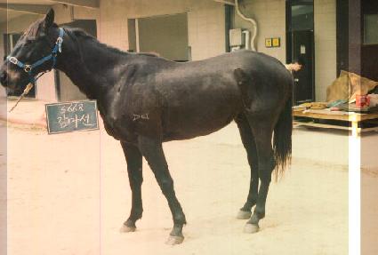 ������ ����