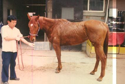 ��ٸ� ����