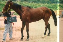 �������� (GOMOON BERET) ����