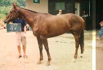 �ɺ� (KOT BI) ����