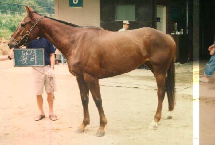 �ɺ� ����