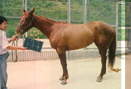 ������ ����