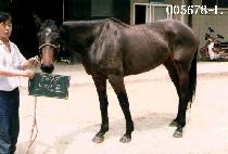 ����ǥ (NEU KKIM PYO) ����