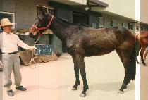 �ٺ��� (DA BU JIN) ����