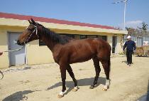 ����Ƽũ���� (MIGHTY CRIS) ����