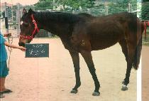 �ɼҽ� (KOT SSO SIK) ����