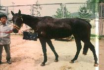 ������ (TTEU O REUM) ����