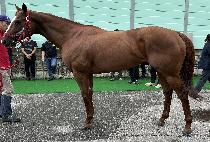 �罺��ũ�γ� (JASPER KRONE) ����