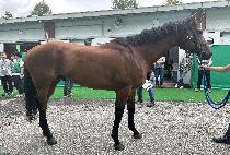 ���̾��̵����� (KEIAI DORIE) ����