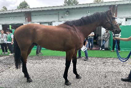 ���̾��̵����� ����