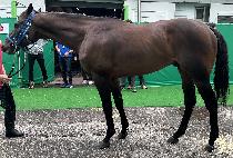 �����׼ҷ� (WILSON TESORO) ����