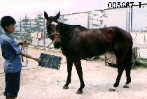 ���ҵ� (RHAPSODY) ����