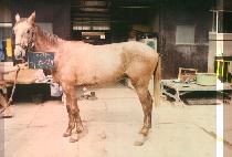 ��ۼ��� (GI PEUN SEUN MUL) ����