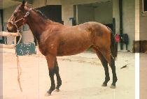 ��ǳ (GI PUNG) ����