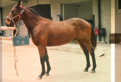 ��ǳ ����