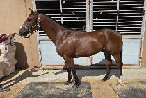 �������� (SUCCESS RUN) ����