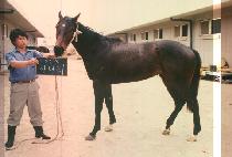 �ƴϸ� (A NI RI) ����