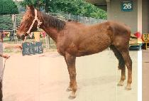 �ϱ޺�� (IL GEUP BI MIL) ����