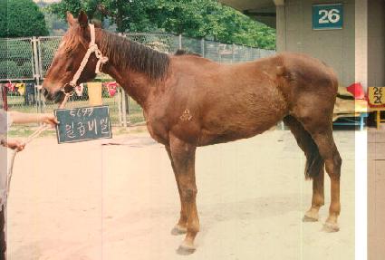 �ϱ޺�� ����