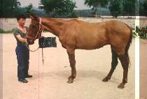 ��� (SAN MAC) ����