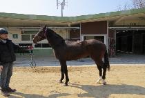 ����Ŷ (WONPYEONG SKET) ����