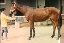 ��� (MYE NOK) ����