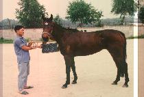 ��ȣ (AE HO) ����