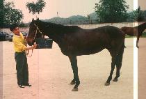 ���� (GA MUN) ����