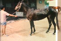 �����θ� (NA RANG DU RI) ����