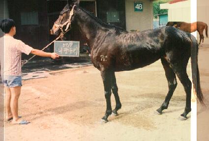 �����θ� ����