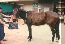 ��ڰ� (DAM BA KKOL) ����