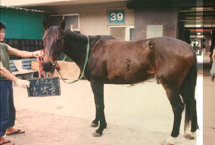 ��ڰ� ����