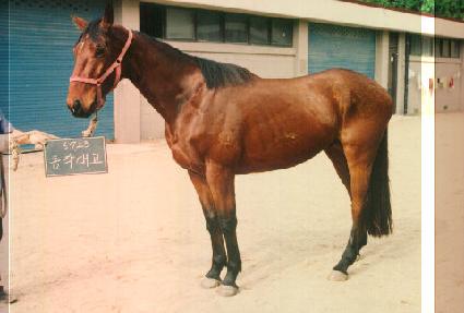 ���۴뱳 ����