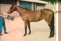 ����� (GIL LORY) ����