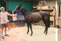 �ѿ��ѿ� (HA NOL HA NOL) ����