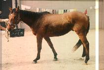 �ڰ����� (JA GA BAL JEUN) ����