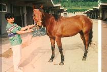 ����� (SAN TEU TAN) ����