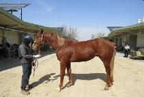 ������ (ROOFTOP) ����