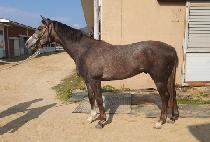 ���ϼ� (EUNHASU) ����