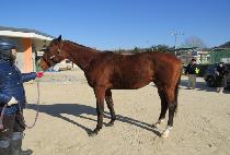 ���ǵ�� (SPEED GIL) ����