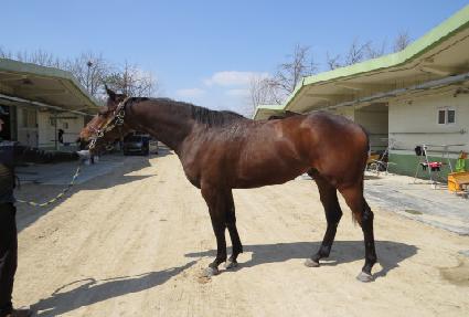 �Ƹӻ轺 ����