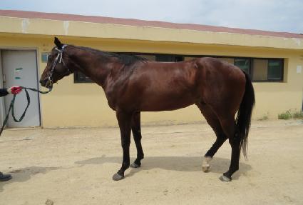 ����Ƽ�۸� ����