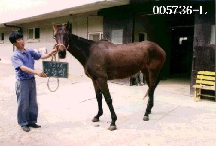 ��鼶 ����