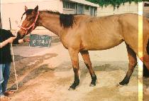 �߸�Ư�� (BAL MYOUNG TEUK KEU) ����