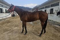 ��ǳ (POKPUNG) ����