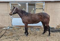 õ���ǹݼ� (CHEONGWANUIBANSEOK) ����