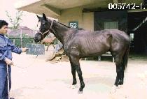 �뱺 (DAE GUN) ����